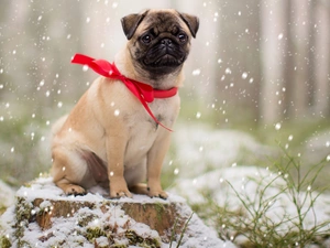 trunk, dog, snow, Plants, Loop, pug