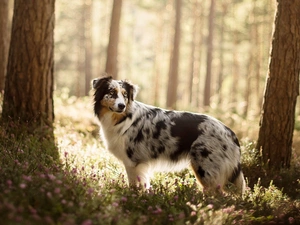 forest, dog, viewes, Plants, trees, Australian Shepherd