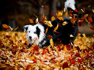 autumn, play, dog