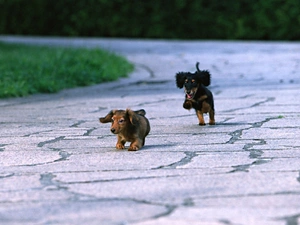 play, dachshunds