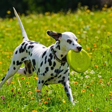 play, Dalmatian, Meadow, dog