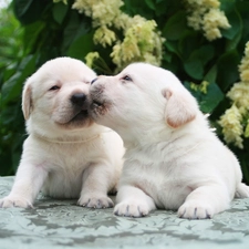 play, Labrador Retriever, Puppy