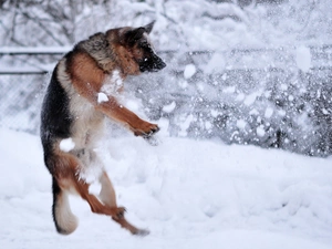 play, german, dog, sheep-dog