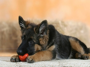 Puppy, the ball, play, German Shepherd