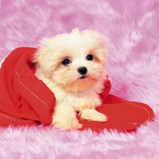 Maltese, plush, small, Maltese, puppie