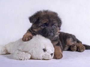 german, plush toy, sheep-dog