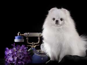 White, Telephone, hydrangeas, point