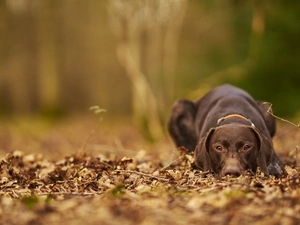 lying, German Shorthaired Pointer, Leaf, Brown