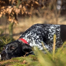 dog, Pointer, lying