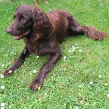 Pointer German Shepherd Dog, Brown