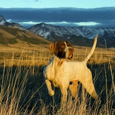 Pointer, Mountains, doggy, grass