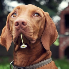 Flower, pointer, dog