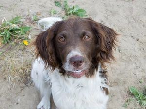 Head, Small Munsterlander Pointer