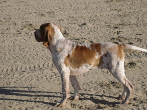 Sand, Italian Shorthair Pointer, Bracco italiano