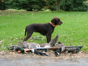 Poodle Pointer, killed, ducks, gun