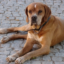 Portuguese pointer, lying