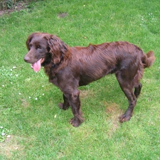 Pointer German Shepherd Dog