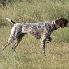 pointer