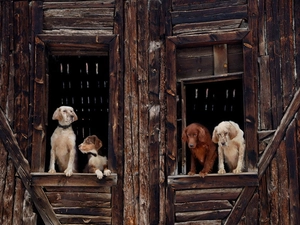 Pointers, four, Dogs