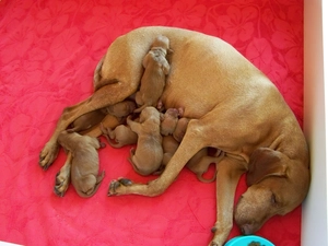 Hungarian short-haired Pointing Dog, bitch, puppies