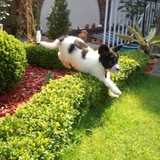 Polish Lowland Sheepdog, hedge, skipping