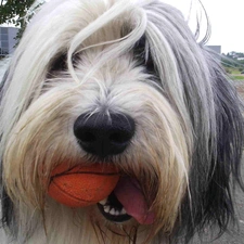 Polish lowland sheepdog, mouth