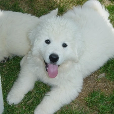 Polish Tatra sheepdog, muzzle