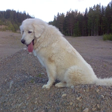 Polish Tatra Sheepdog, Tounge, White