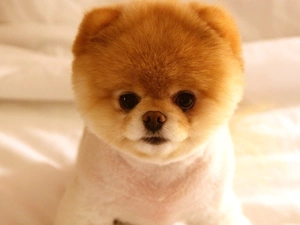 doggy, Pomeranian, small