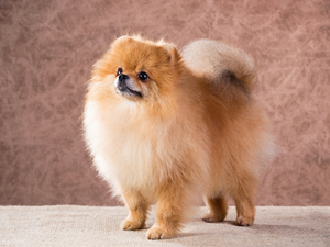 fluffy, Toy Spitz, Pomeranian