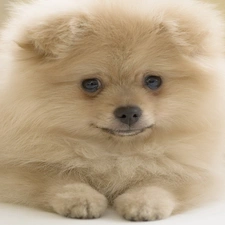 puppie, Pomeranian, fluffy