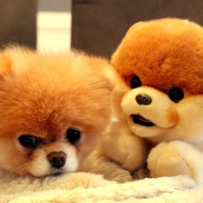 Pomeranian, plush toy, dog