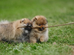Pomeranians, puppies, stick, Miniature Spitz, Two cars, Meadow, play