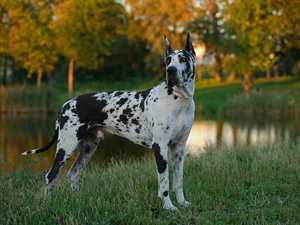 Dog German, Park, Pond - car, Harlequin