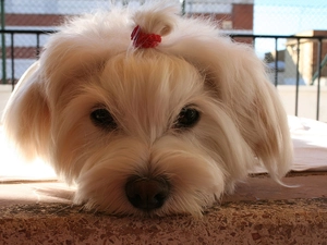 pony, Maltese, Head