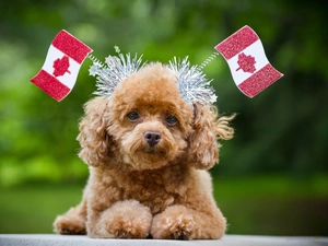 dog, flag, Canada, poodle