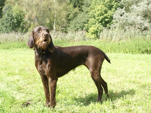 Poodle Pointer, grass