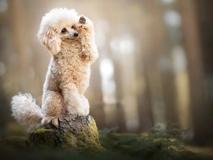 paw, stump, Miniature Poodle, The raised, dog