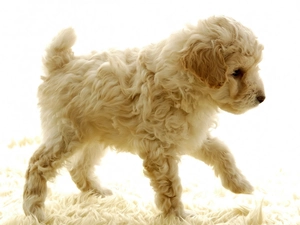 poodle, doggy, Puppy