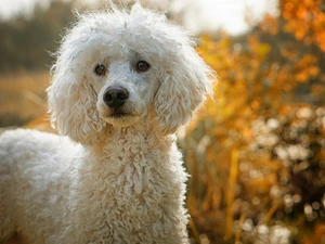 poodle, dog, White