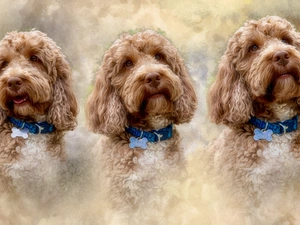 Dogs, graphics, collars, Poodles