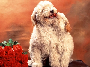 puppies, Red, roses, Poodles