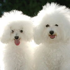 White, Poodles, puppies