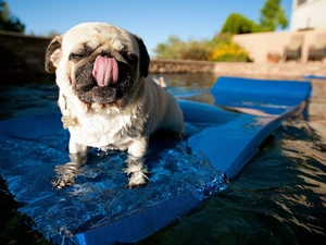 Tounge, Pool, pug