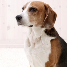 portrait, Beagle