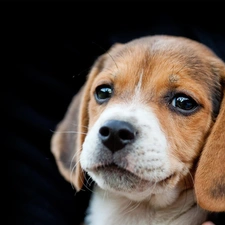 portrait, Beagle