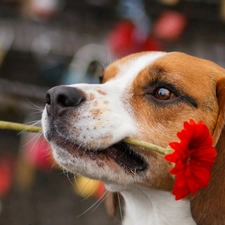 portrait, Gerbera, dog, DBZ