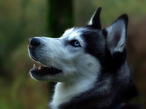 Husky, portrait, Siberian