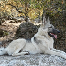 posed, ears, Laika zachodniosyberyjska