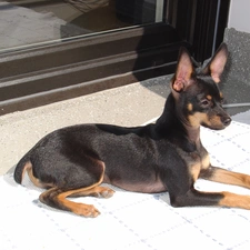 posed, ears, miniature Pinscher